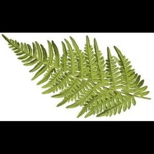 Meet your Posher, Ferni